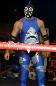 shark1.jpg